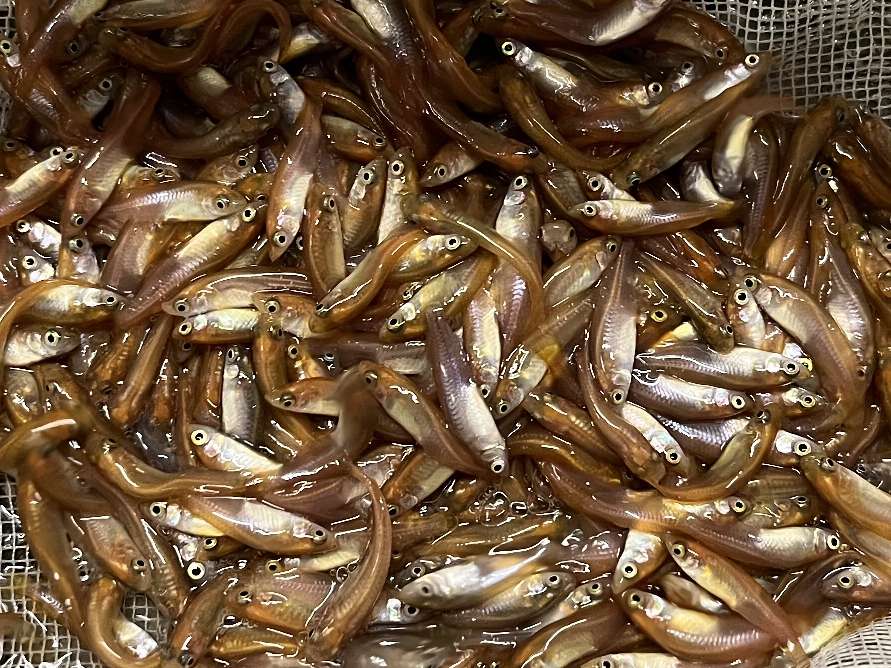 ヒメダカ ポロロッカ足柄