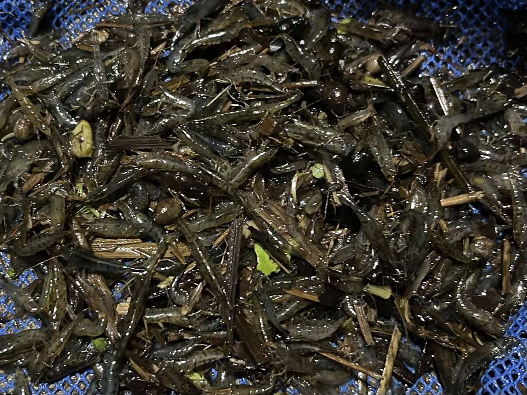 ミナミヌマエビ ポロロッカ足柄