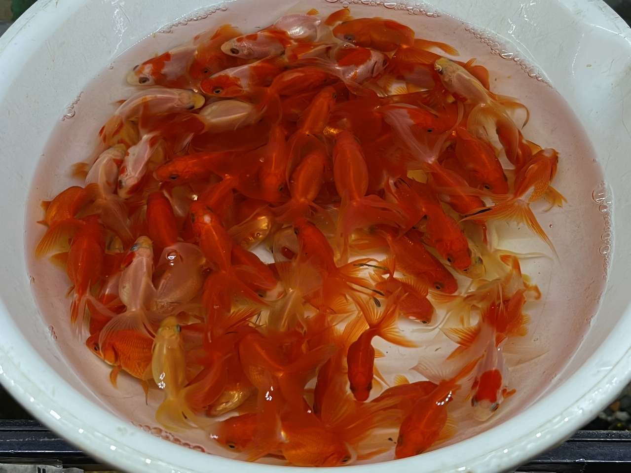 ミックス金魚 ポロロッカ足柄