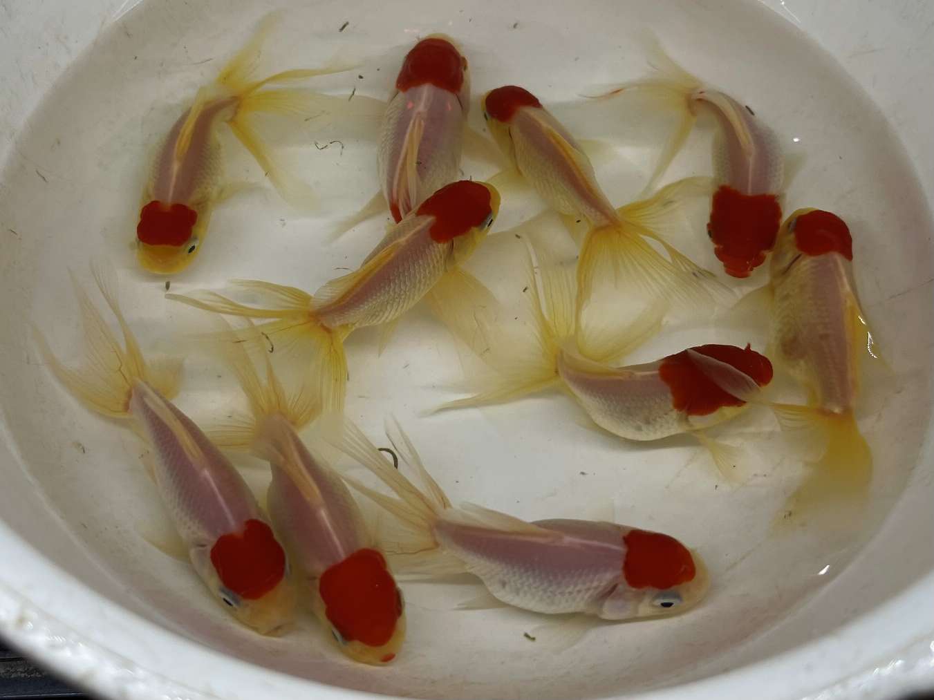 飯田高頭丹頂 ポロロッカ足柄