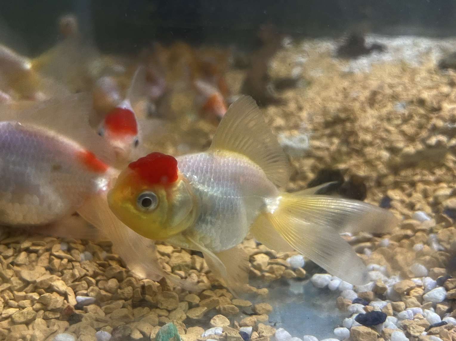 飯田高頭丹頂 ポロロッカ足柄
