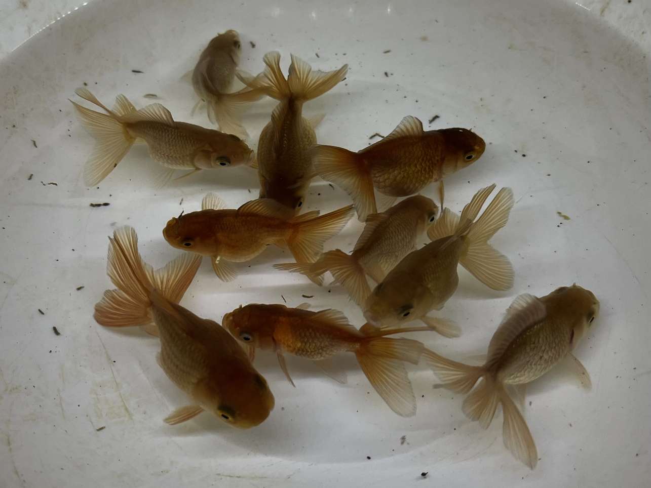 ハーフムーンオランダ ポロロッカ足柄