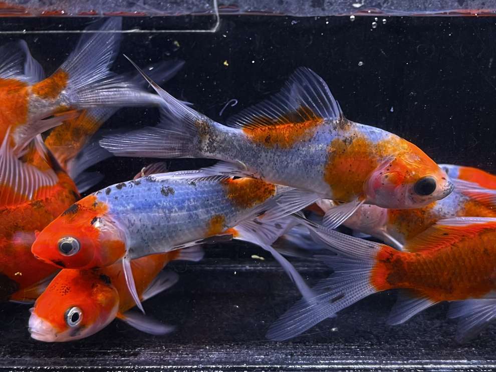 朱文金 ポロロッカ足柄