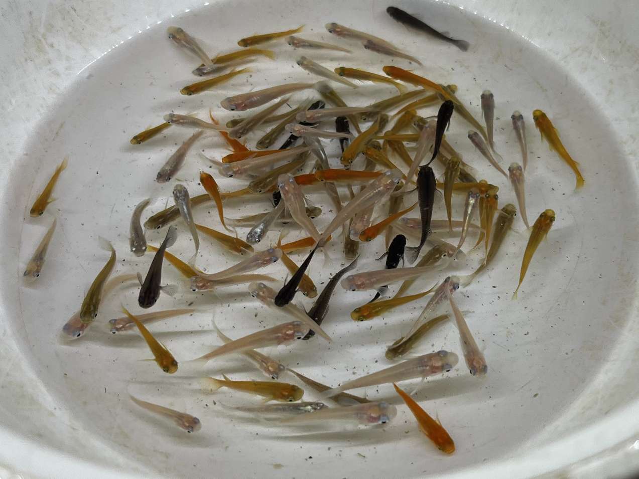 ミックスメダカ ポロロッカ足柄