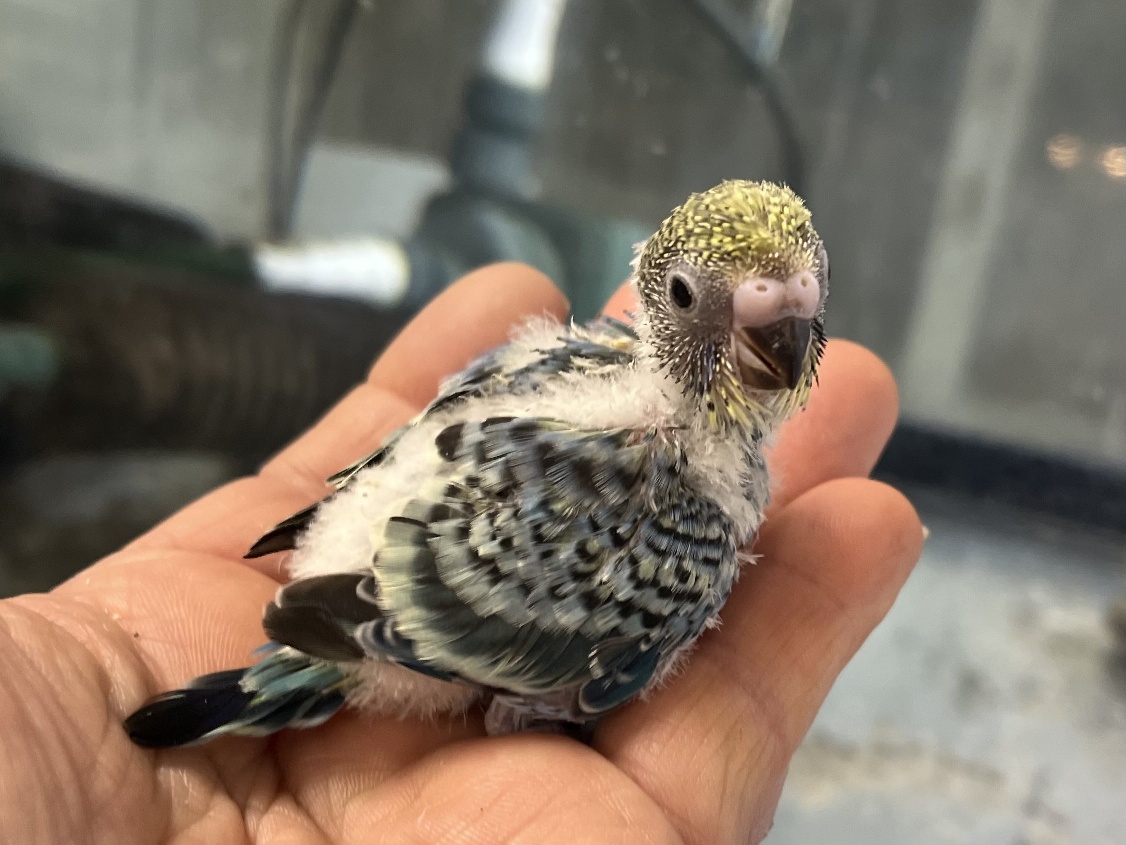 手乗りセキセイインコ ポロロッカ足柄