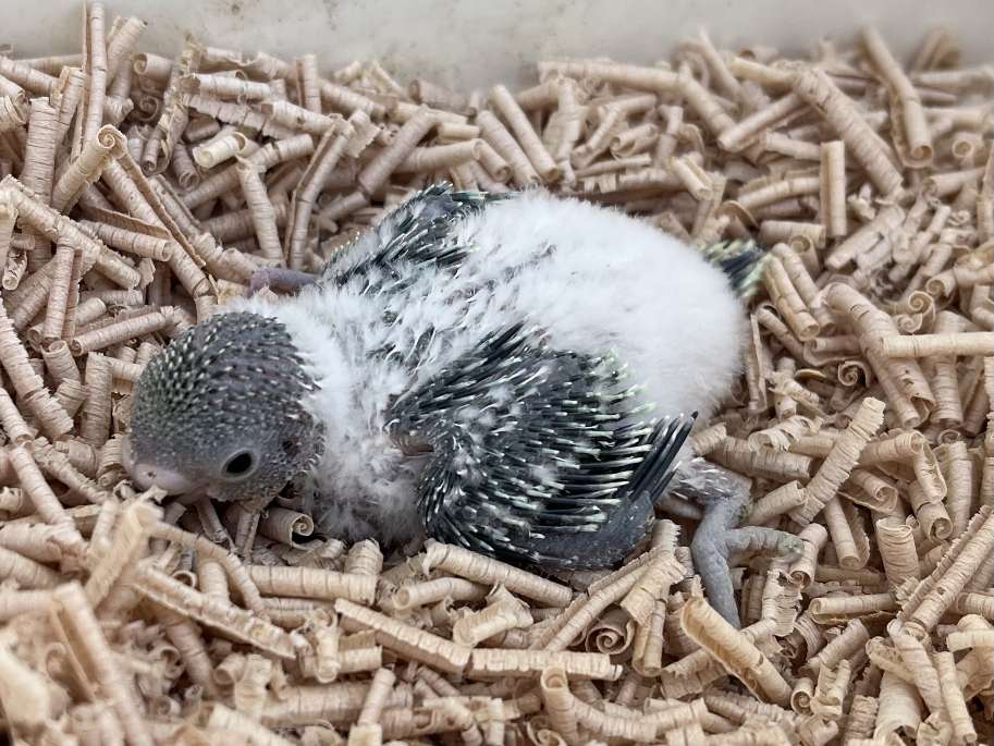 手乗りセキセイインコ ポロロッカ足柄