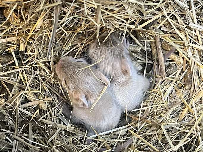 デグー ポロロッカ足柄