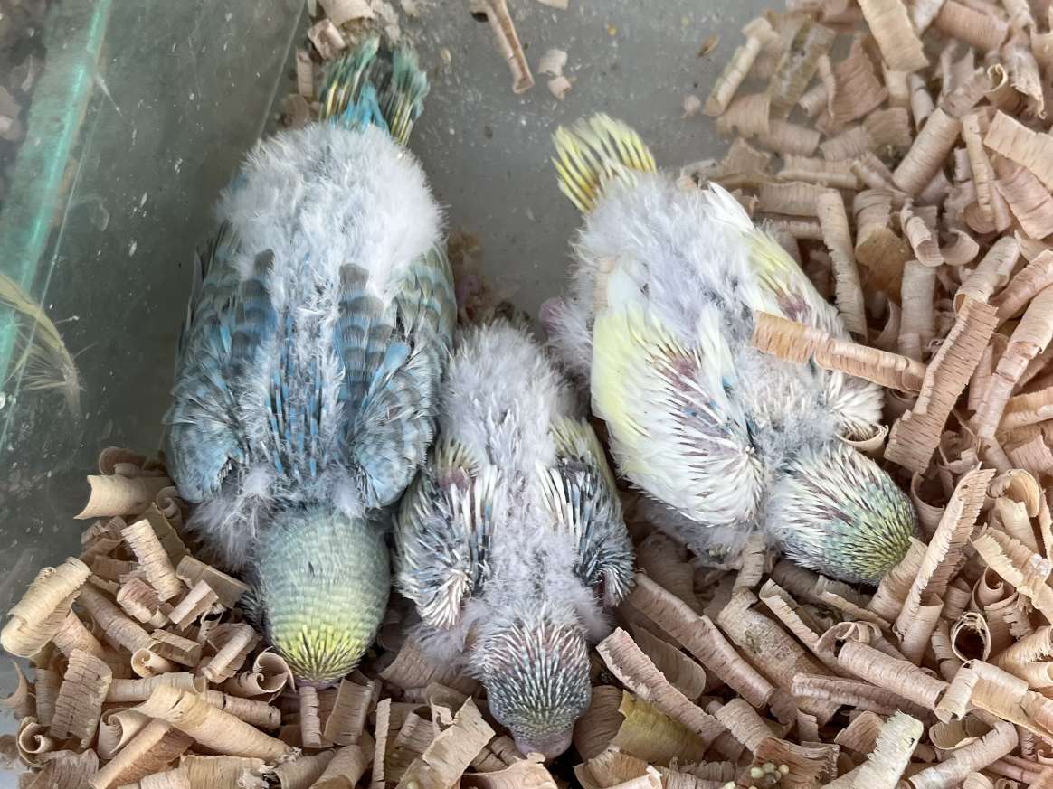 手乗りセキセイインコ ポロロッカ足柄