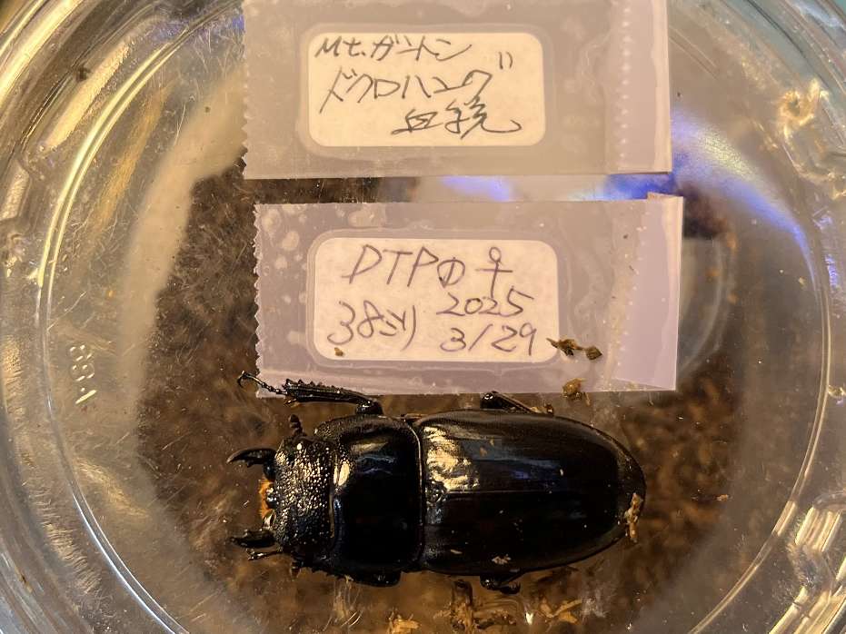 パラワンヒラタ ポロロッカ足柄