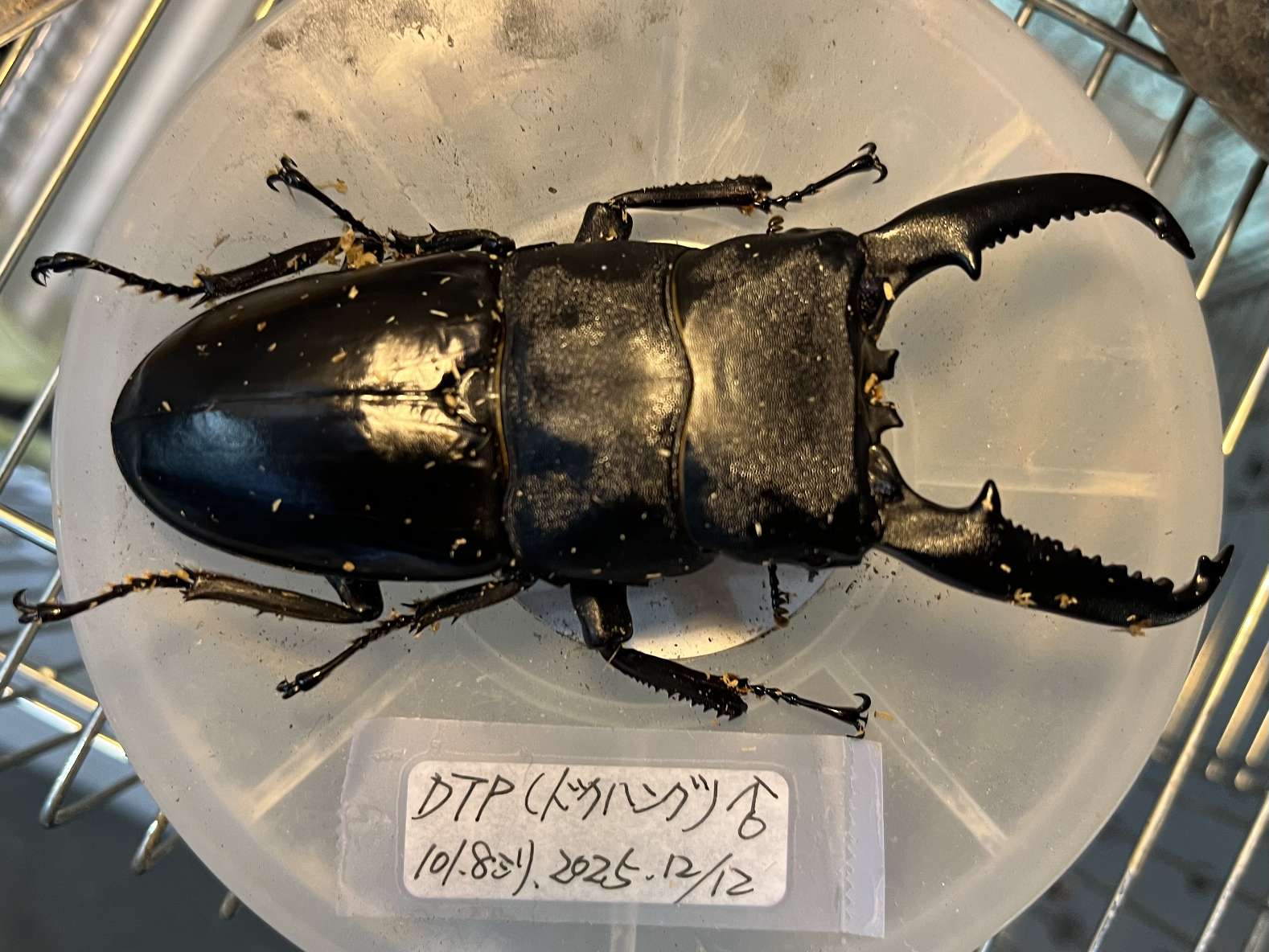 パラワンヒラタ ポロロッカ足柄