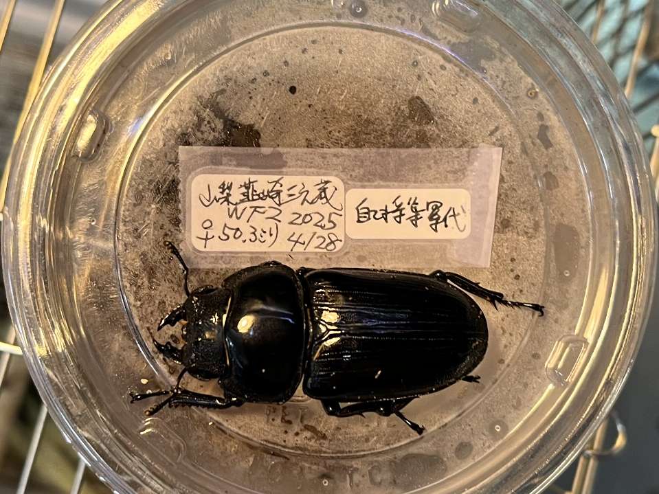 オオクワガタ ポロロッカ足柄