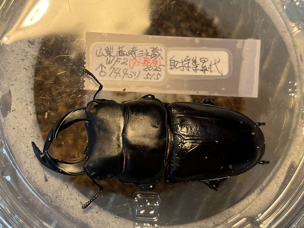 オオクワガタ ポロロッカ足柄