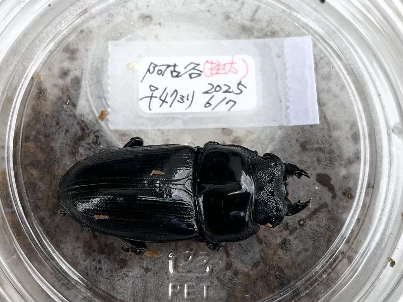 オオクワガタ ポロロッカ足柄