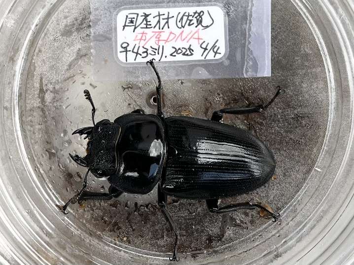 オオクワガタ ポロロッカ足柄