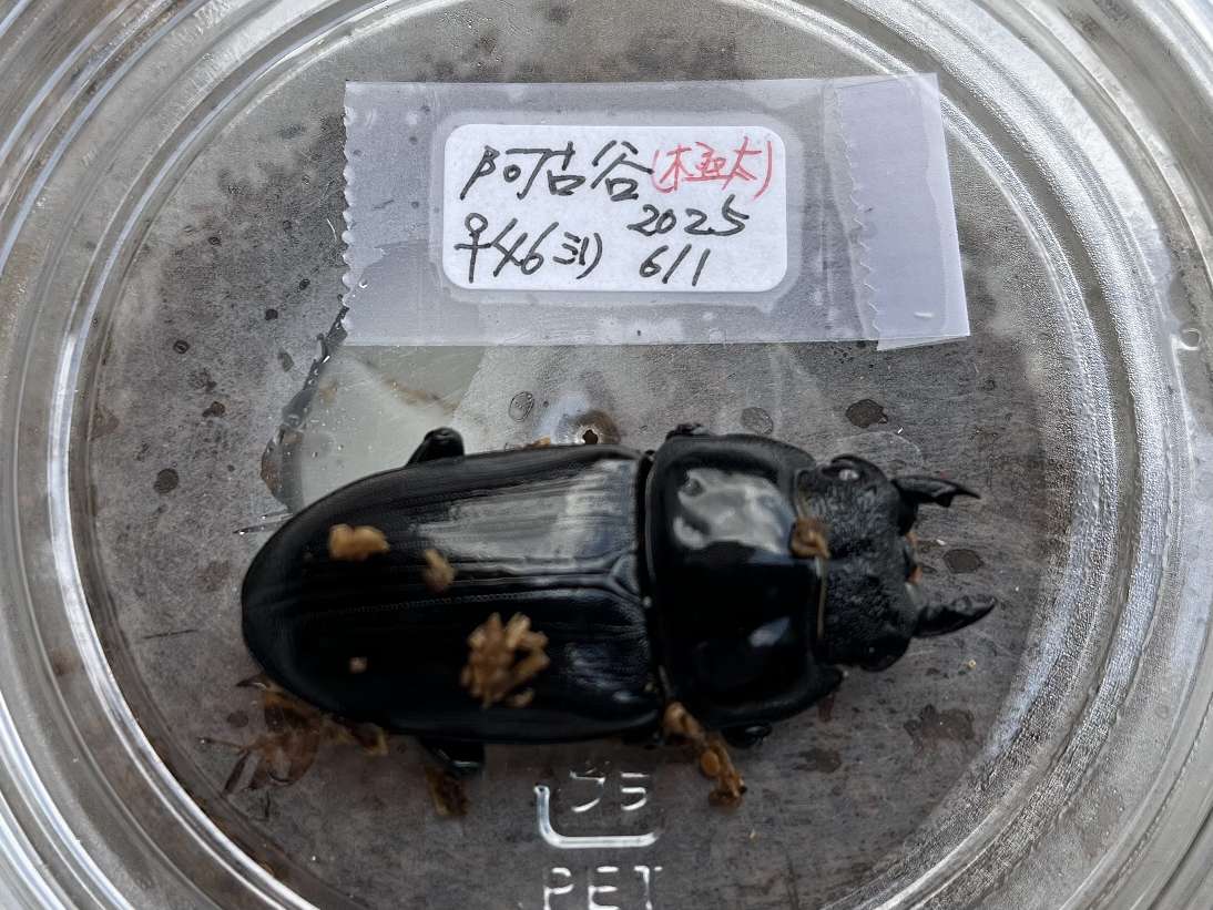 オオクワガタ ポロロッカ足柄