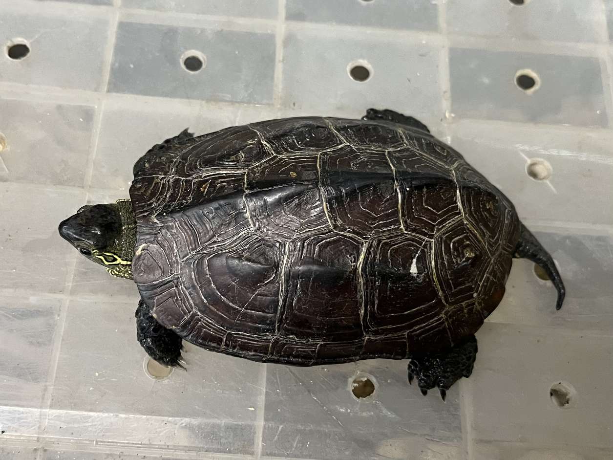 クサガメ ポロロッカ足柄