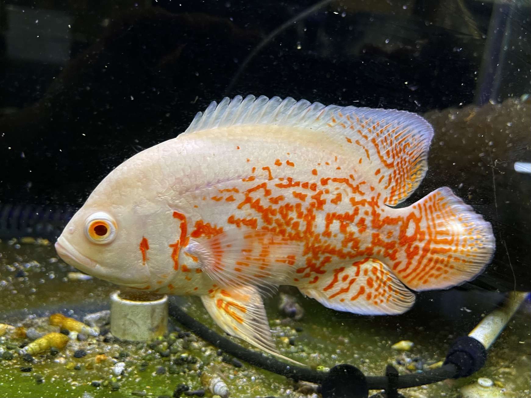 アルビノタイガーオスカー ポロロッカ足柄