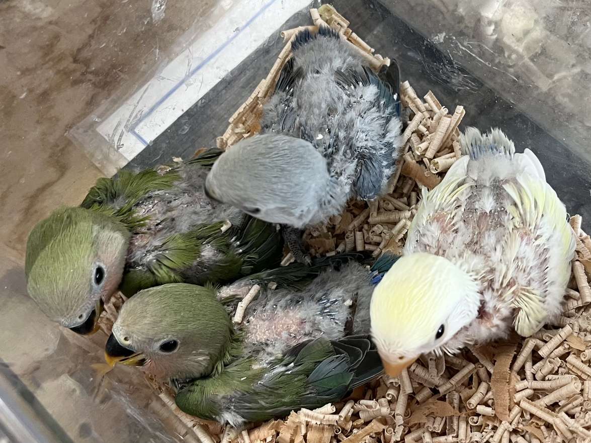 手乗り小桜インコ ポロロッカ足柄