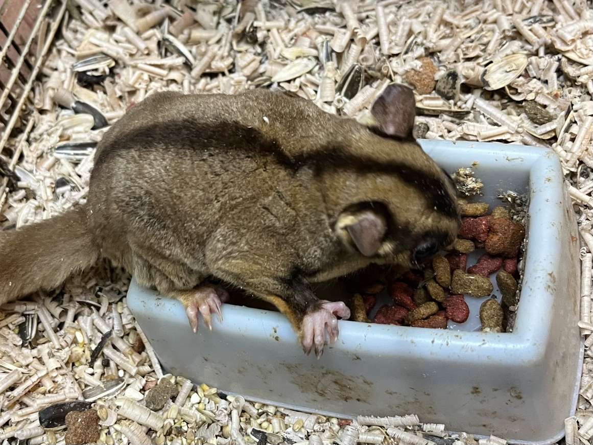 フクロモモンガ ポロロッカ足柄