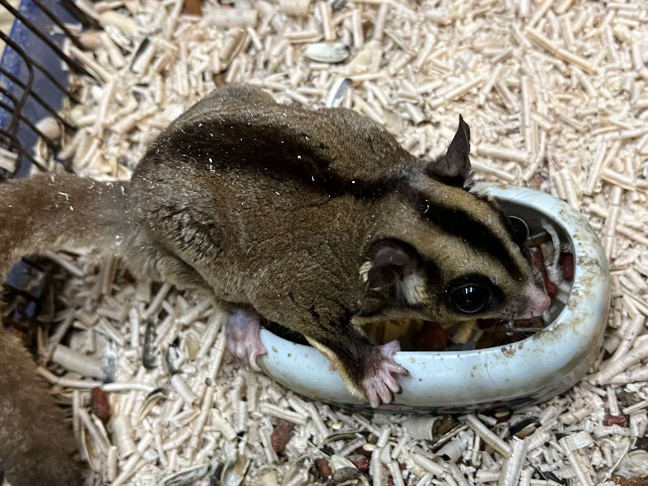 フクロモモンガ ポロロッカ足柄