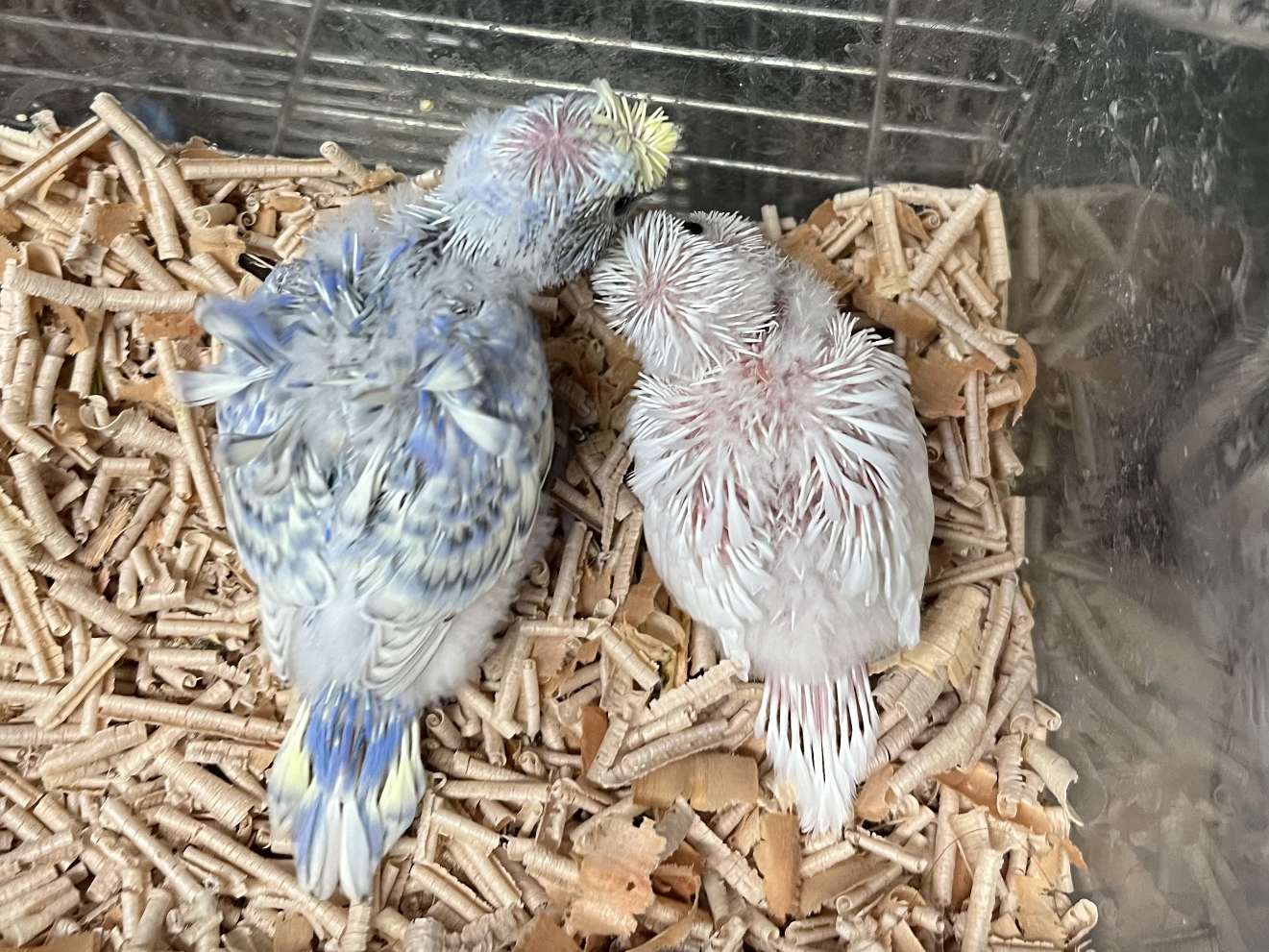 手乗り羽衣セキセイインコ ポロロッカ足柄