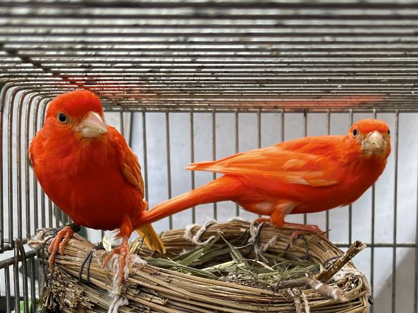 赤カナリヤ ポロロッカ足柄