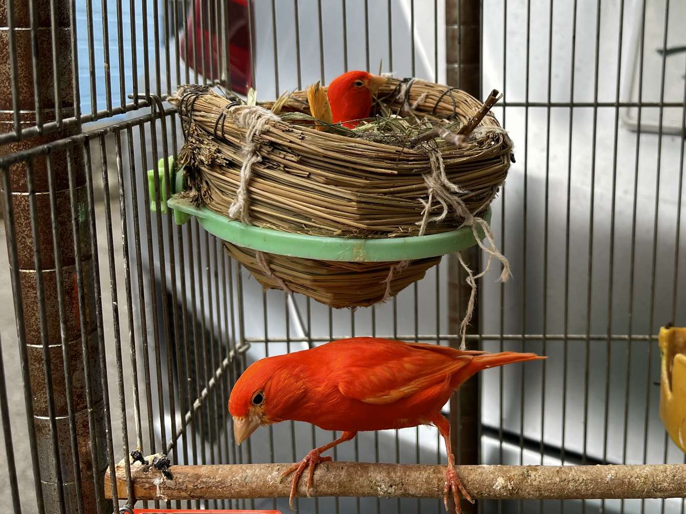 赤カナリヤ ポロロッカ足柄