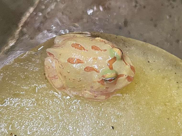 クランウェルツノガエル ポロロッカ足柄