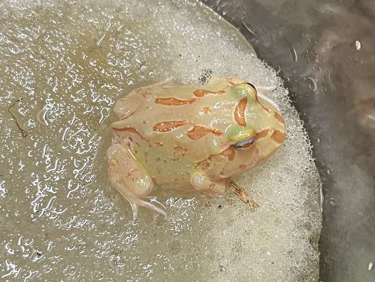 クランウェルツノガエル ポロロッカ足柄