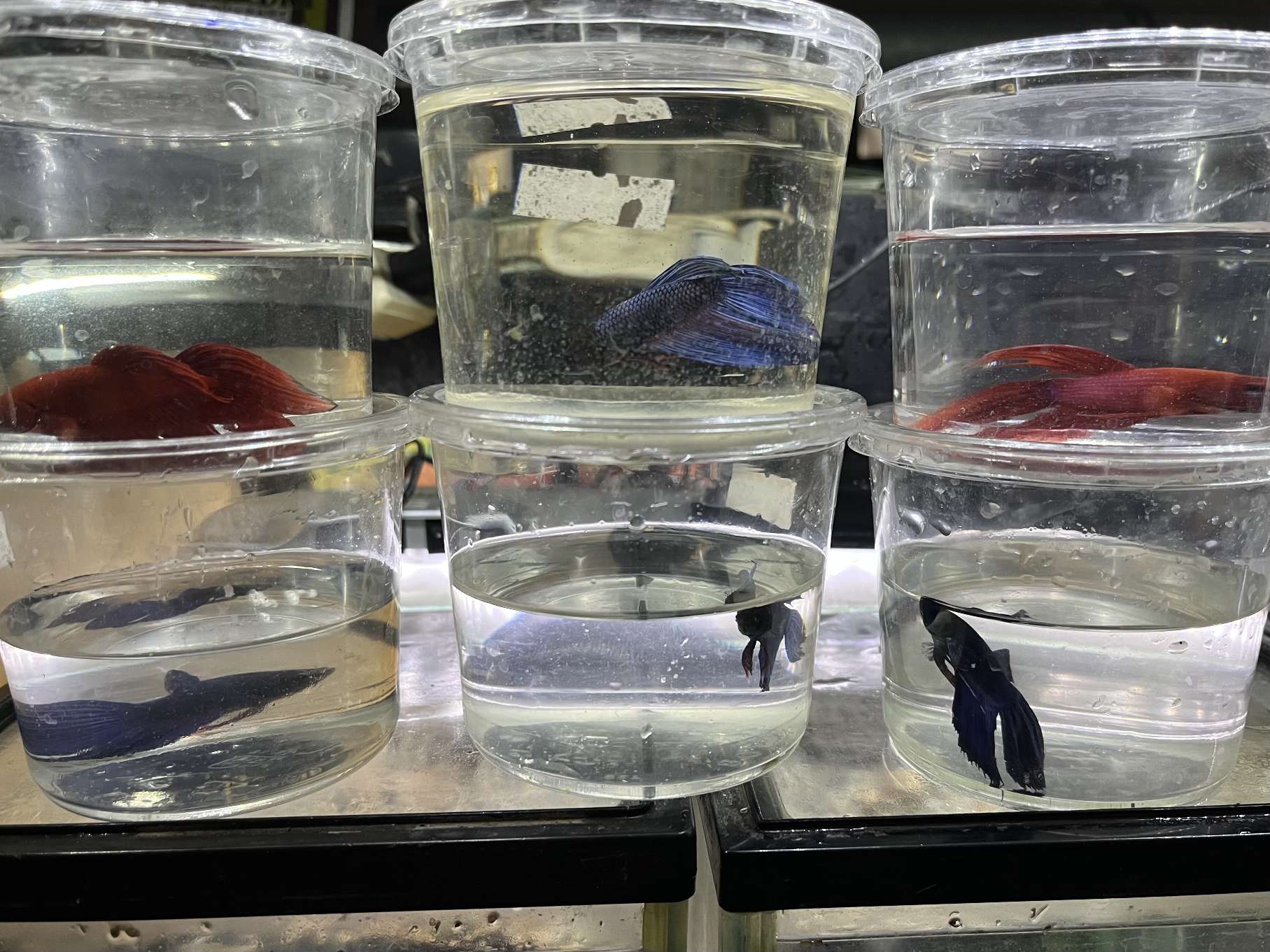 トラディショナルベタ♂ ポロロッカ足柄