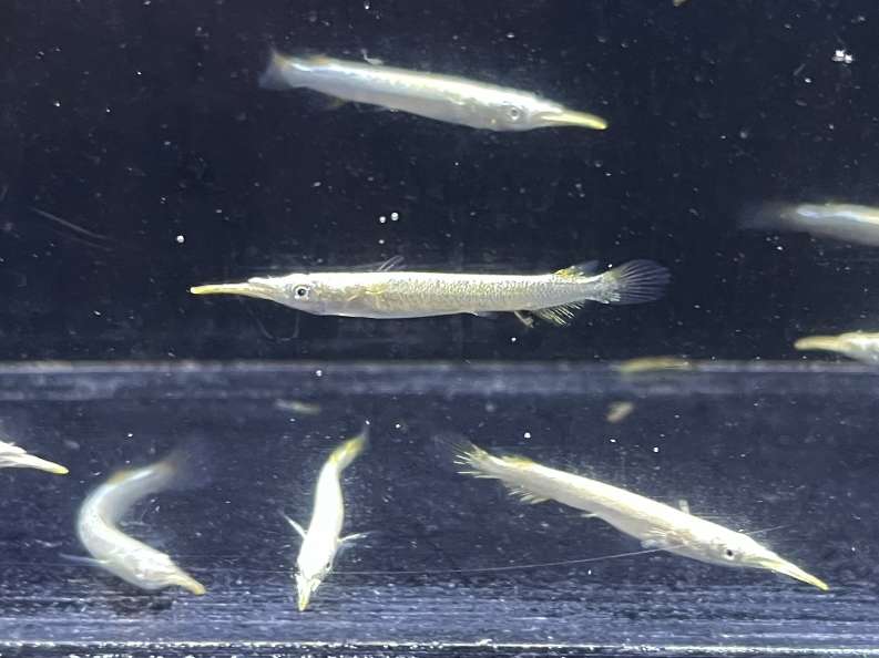 ゴールデンデルモゲニー ポロロッカ足柄