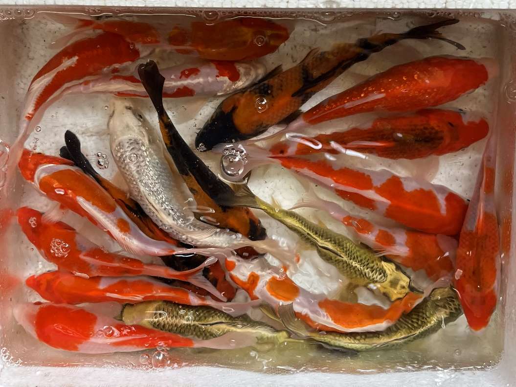 錦鯉 ポロロッカ足柄