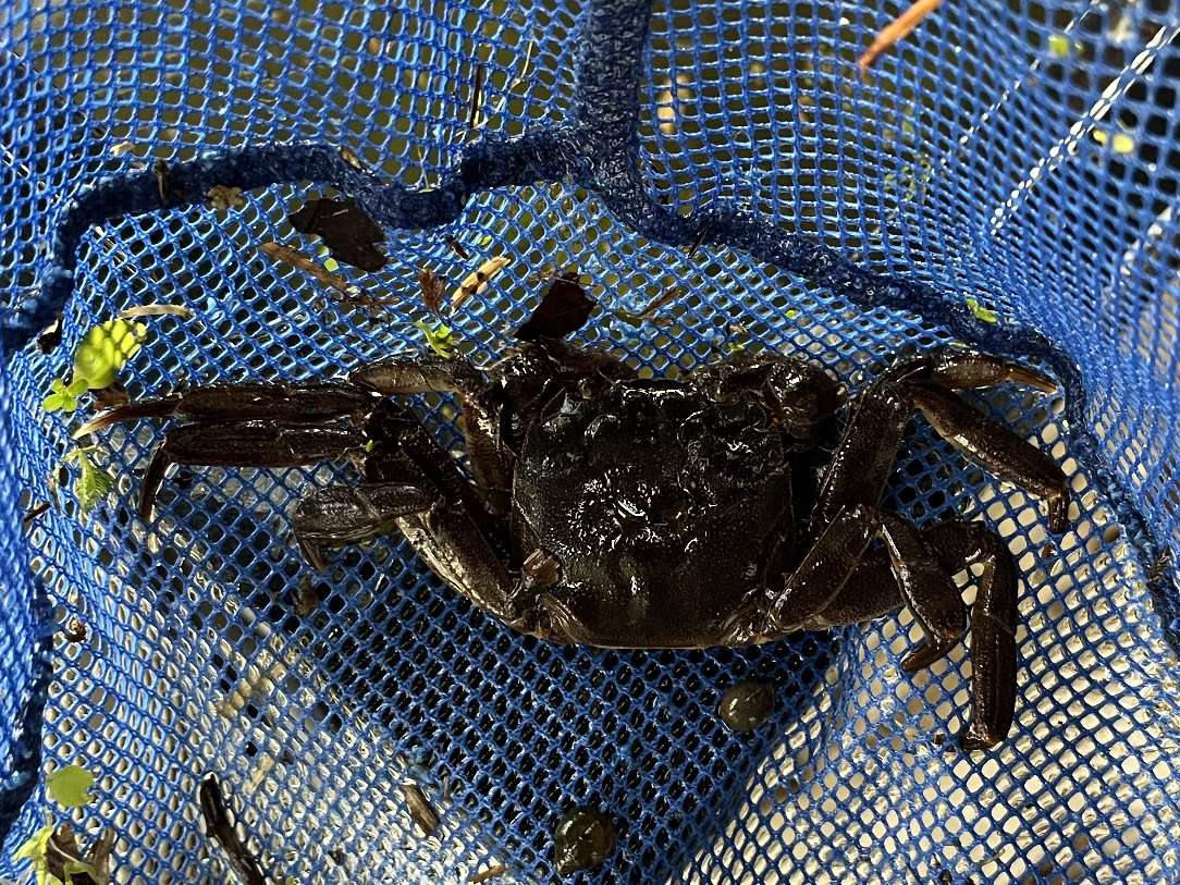 モクズガニ ポロロッカ足柄