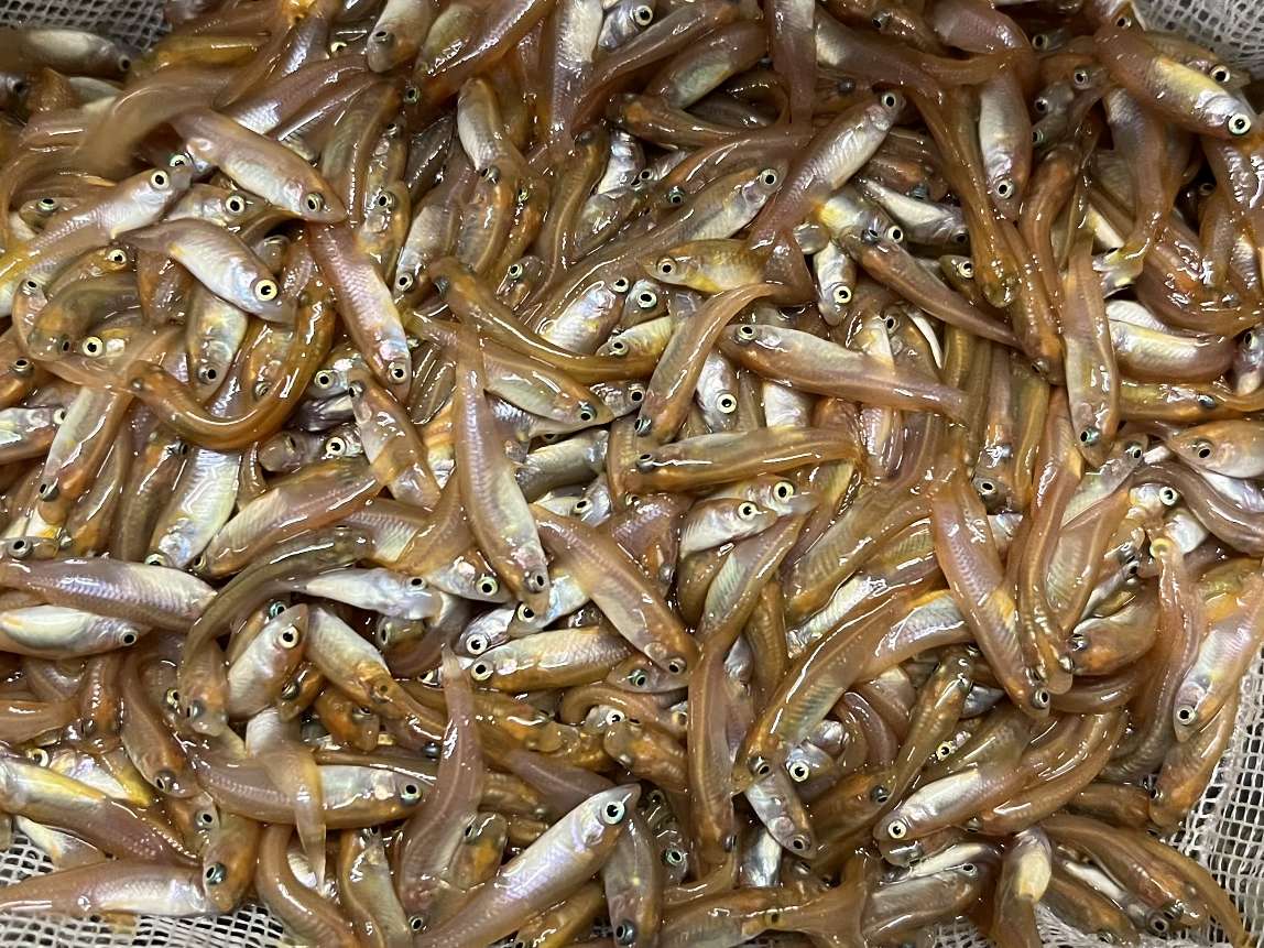 ヒメダカ ポロロッカ足柄