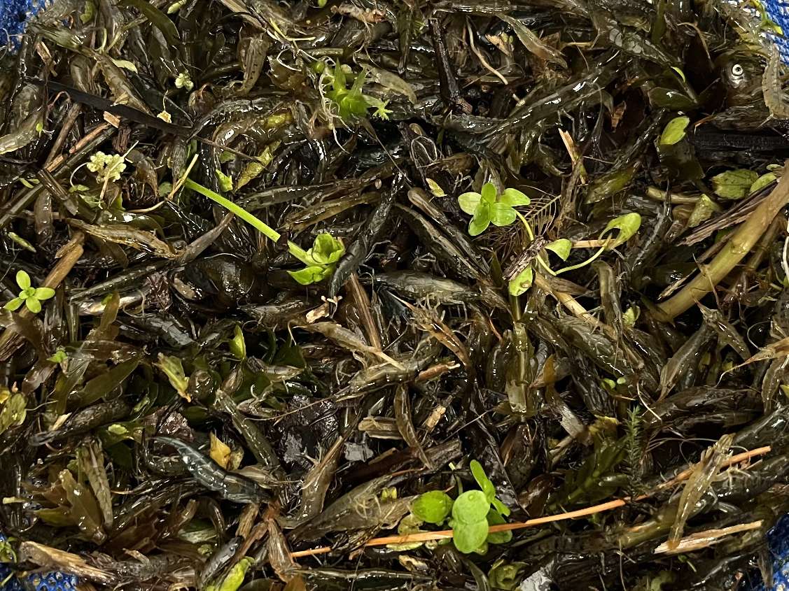 ミナミヌマエビ ポロロッカ足柄