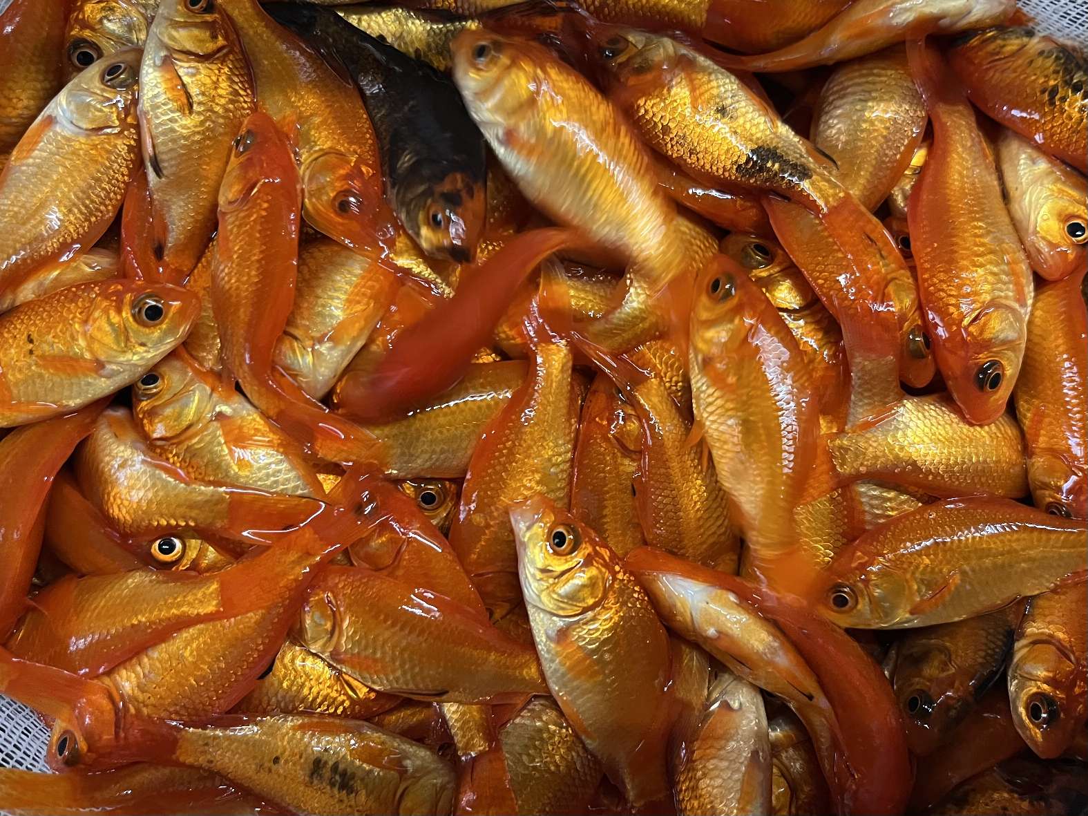 小赤、姉 ポロロッカ足柄