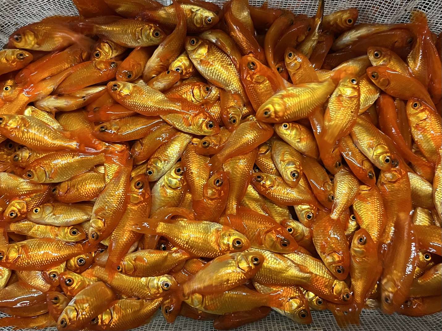 小赤、姉 ポロロッカ足柄