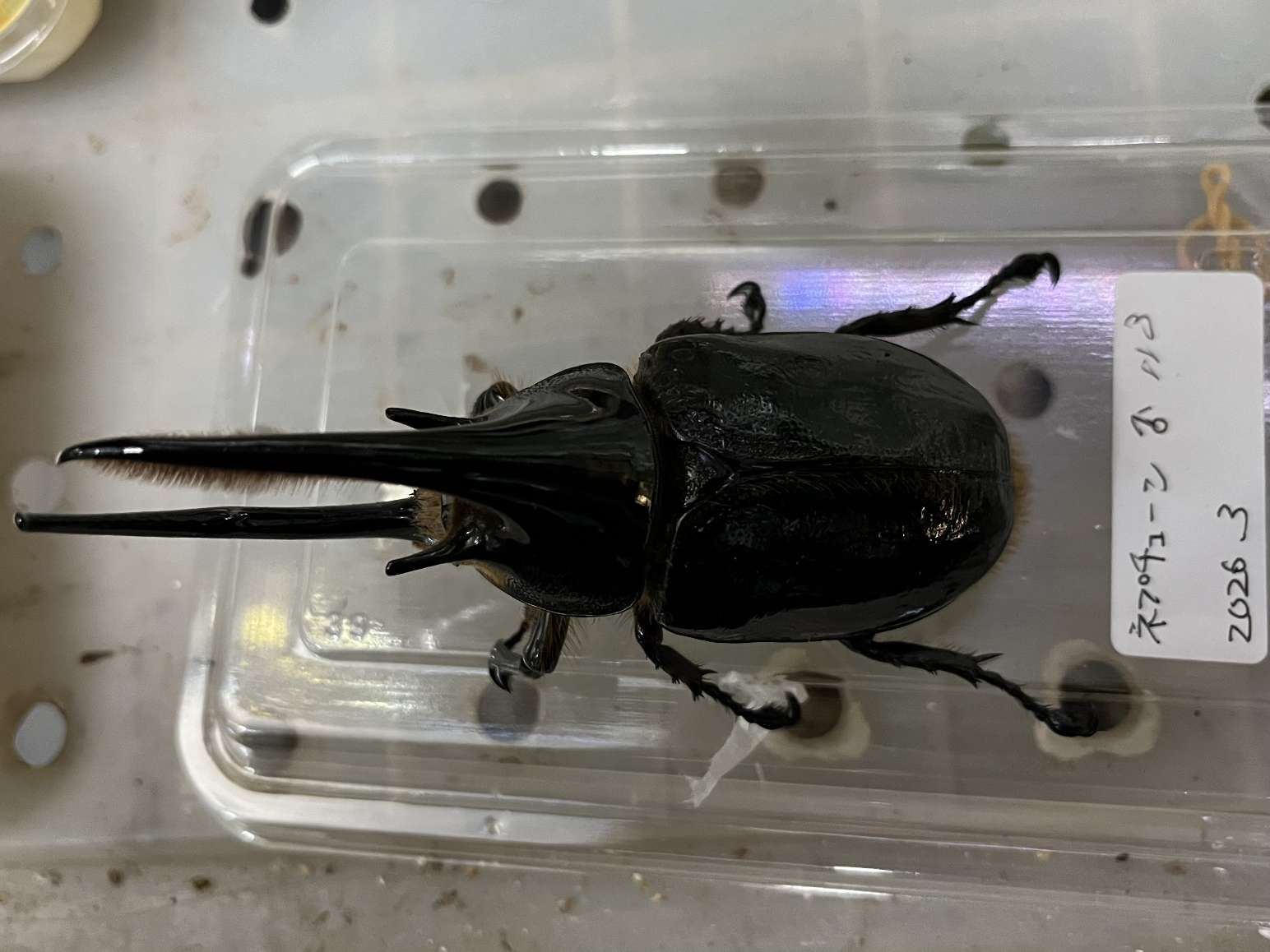 ネプチューンオオカブト ポロロッカ足柄