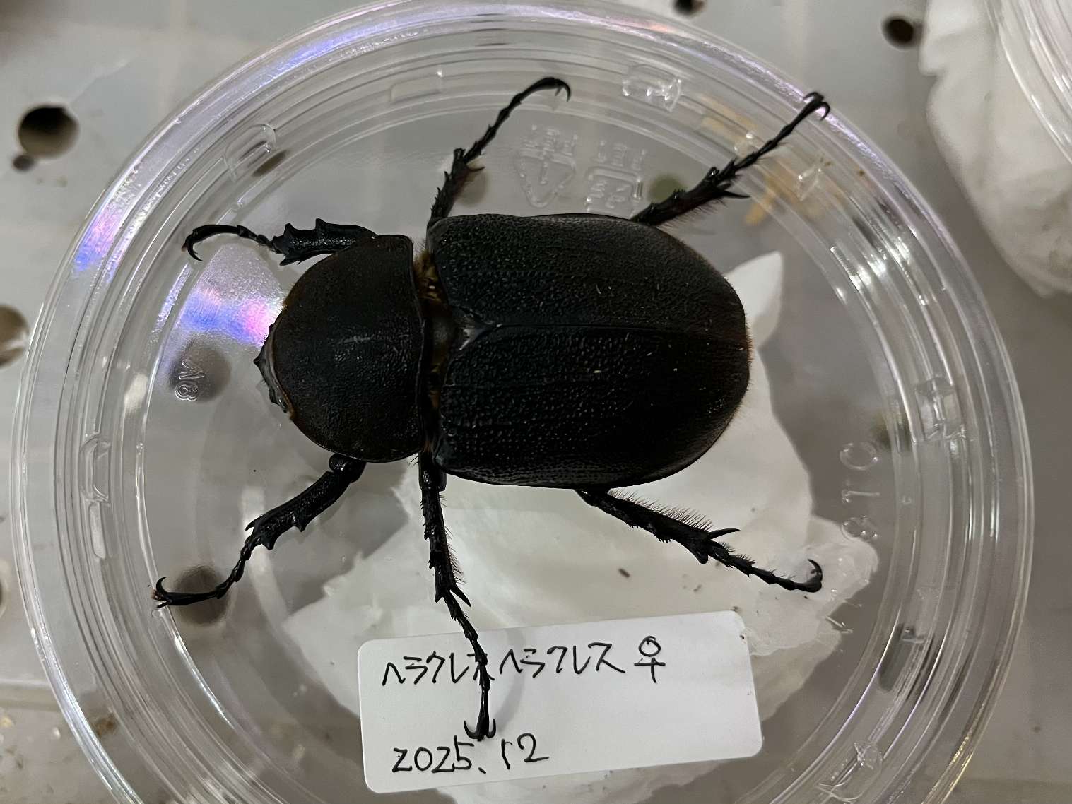 ヘラクレス ヘラクレス ポロロッカ足柄