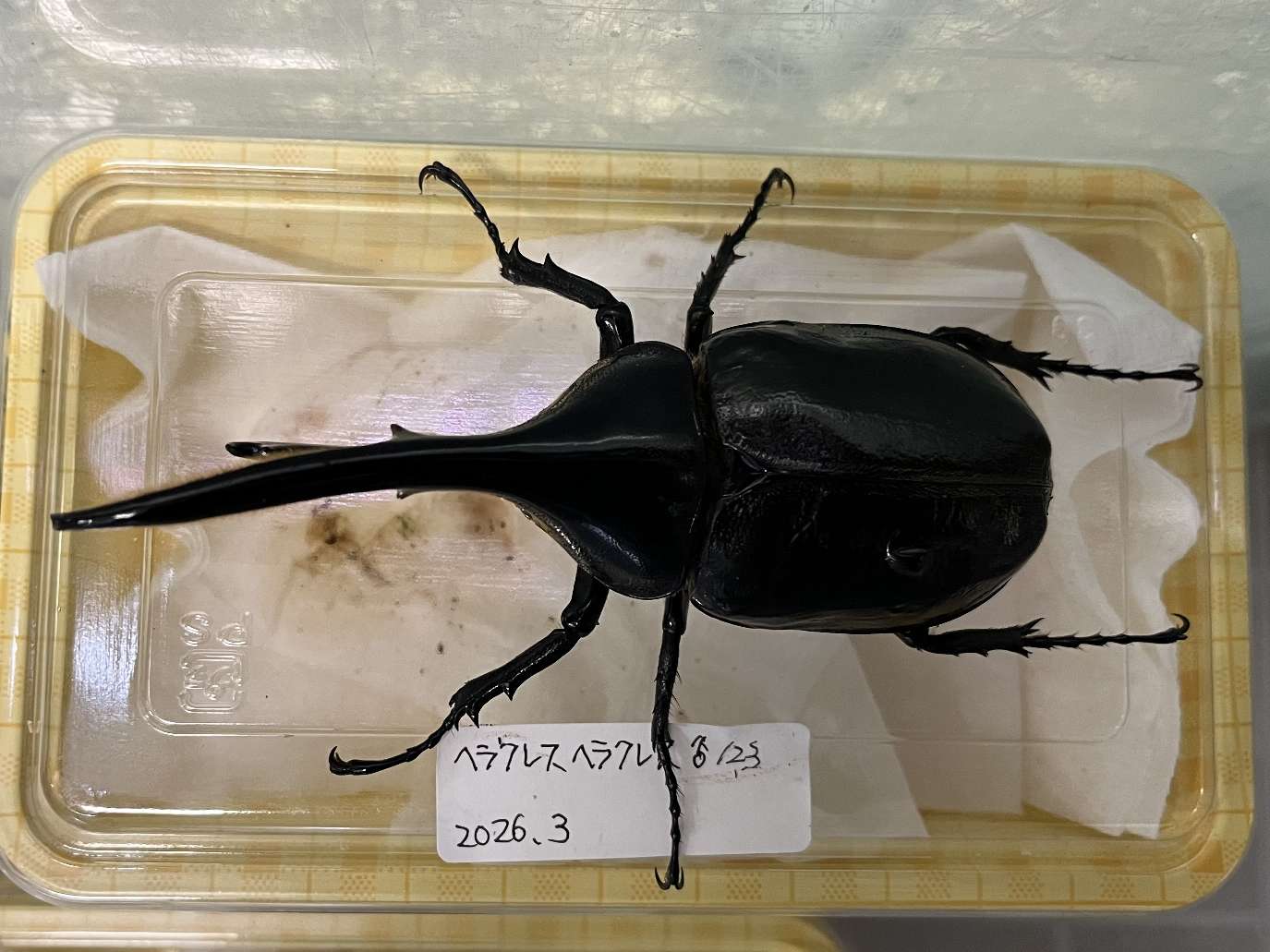 ヘラクレス ヘラクレス ポロロッカ足柄