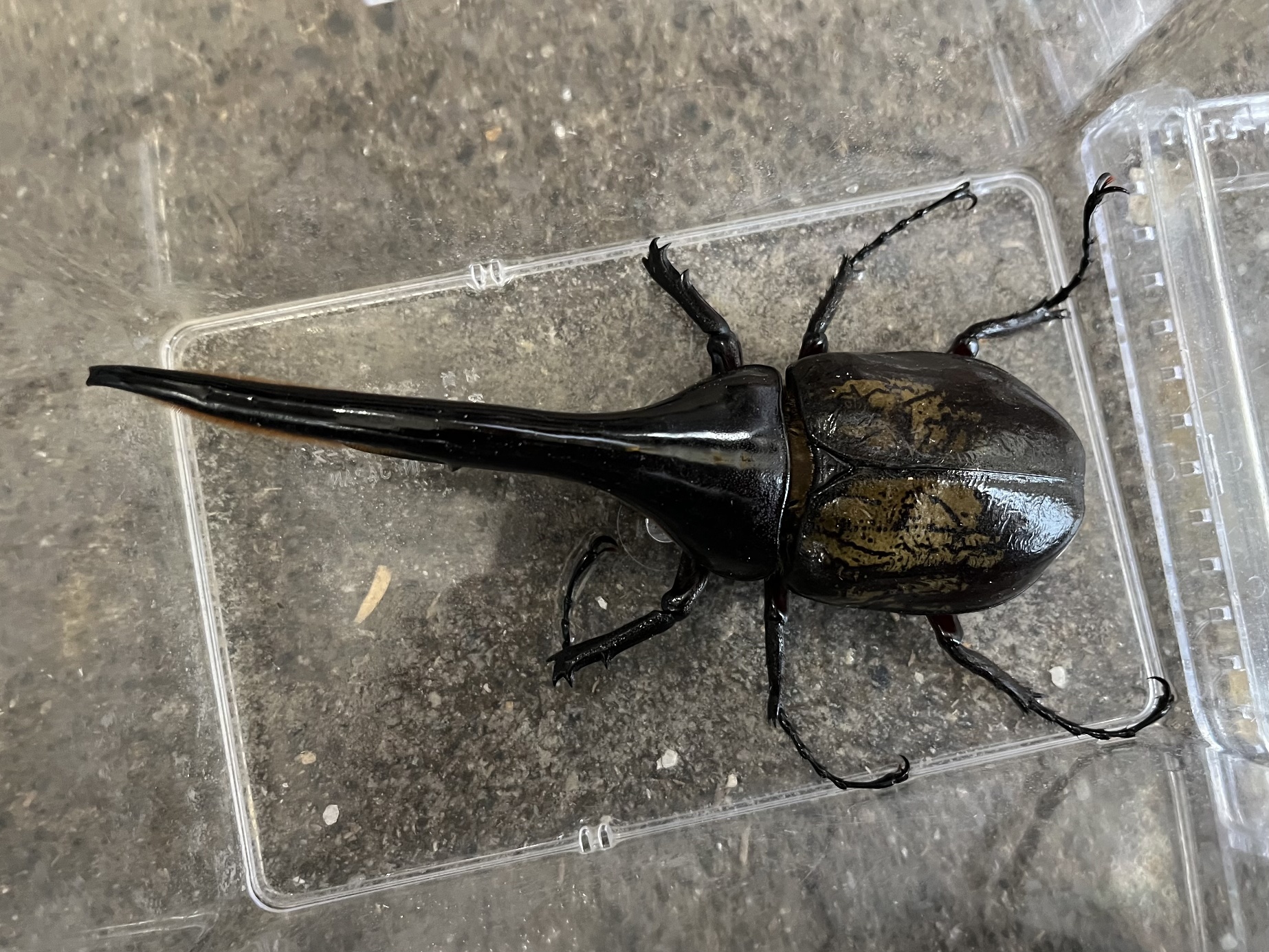 ヘラクレス ヘラクレス ポロロッカ足柄