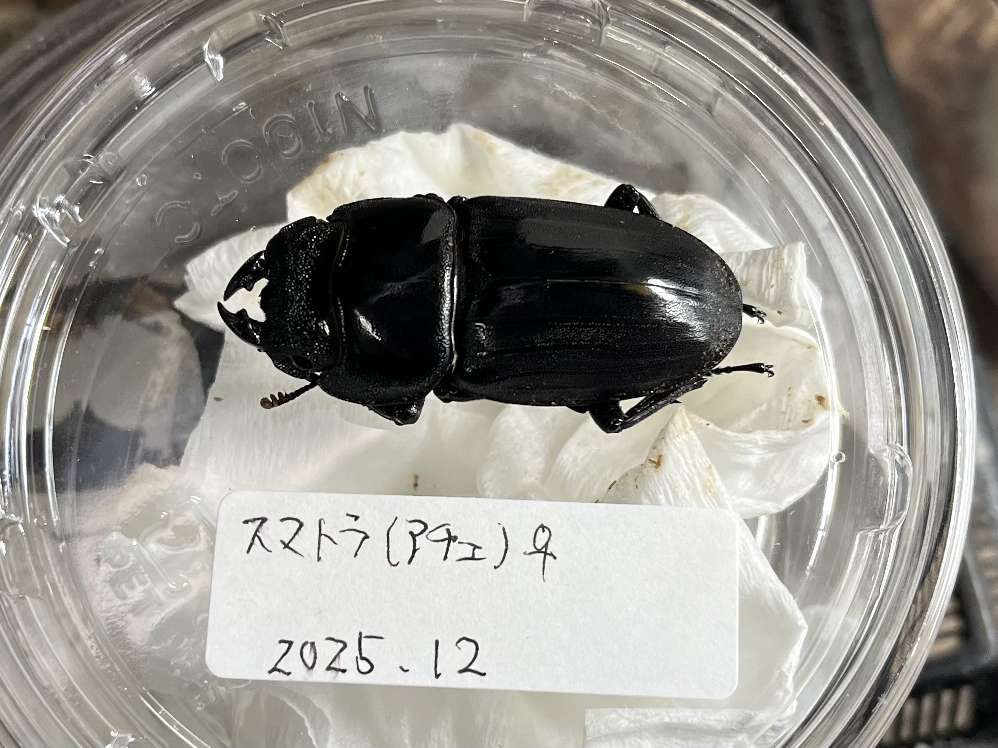 スマトラヒラタ ポロロッカ足柄