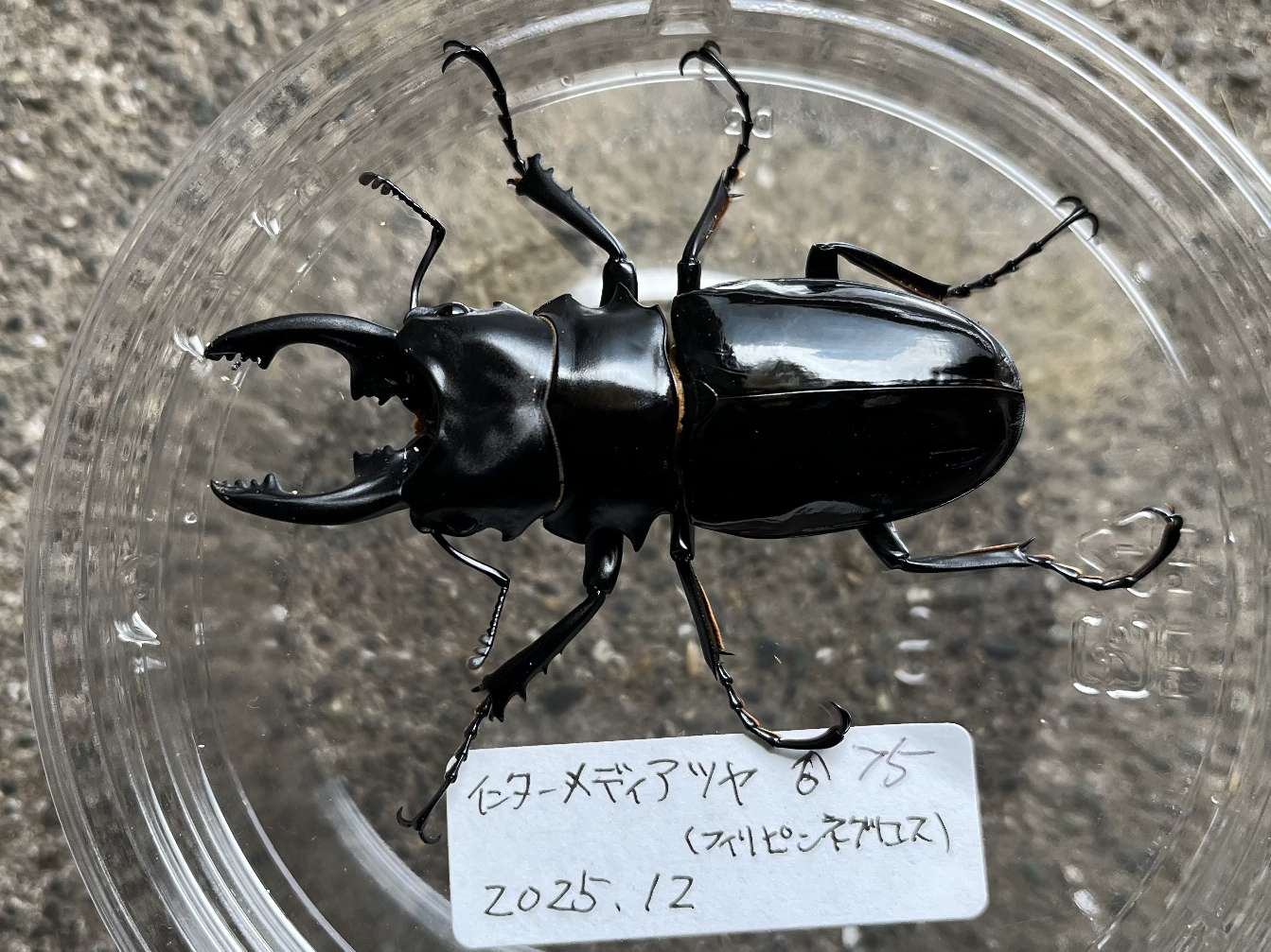 インターメディアツヤクワガタ ポロロッカ足柄