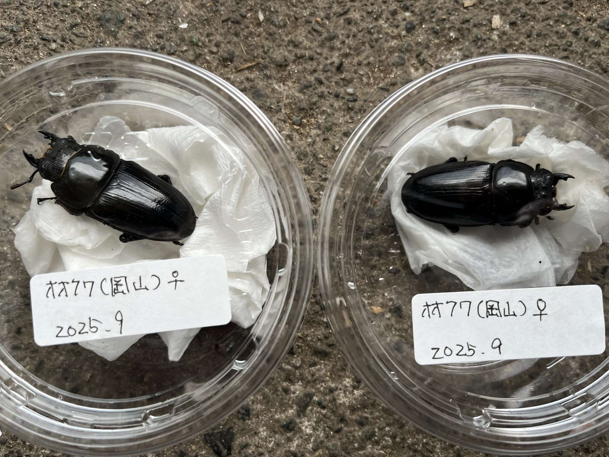 オオクワガタ ポロロッカ足柄