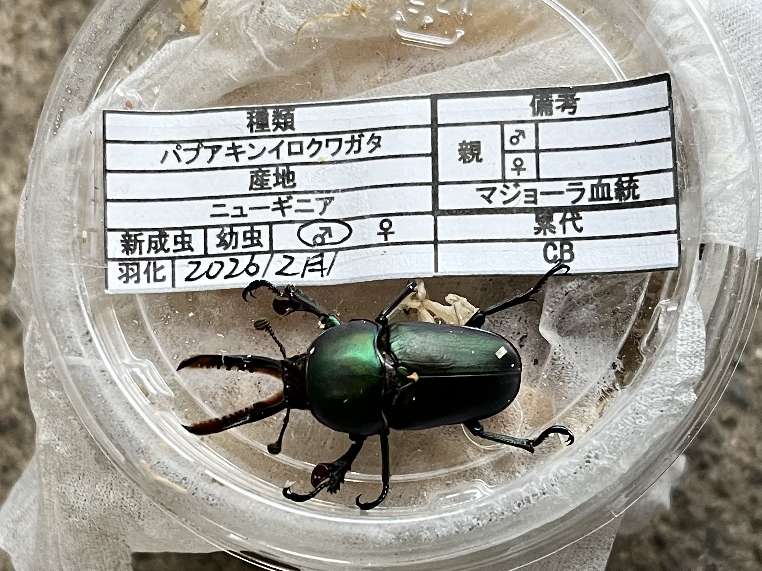 パプアキンイロクワガタ ポロロッカ足柄