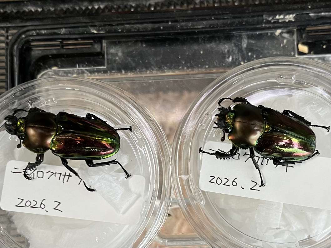 ニジイロクワガタ ポロロッカ足柄