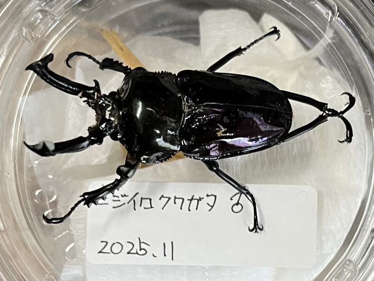 ニジイロクワガタ ポロロッカ足柄