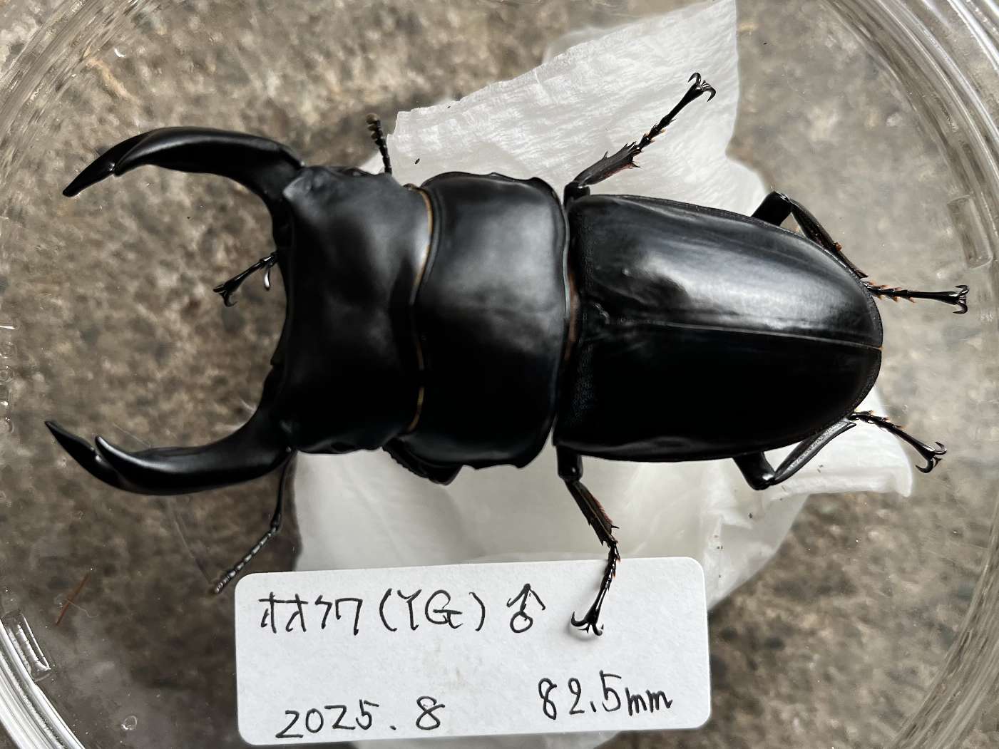 オオクワガタ ポロロッカ足柄