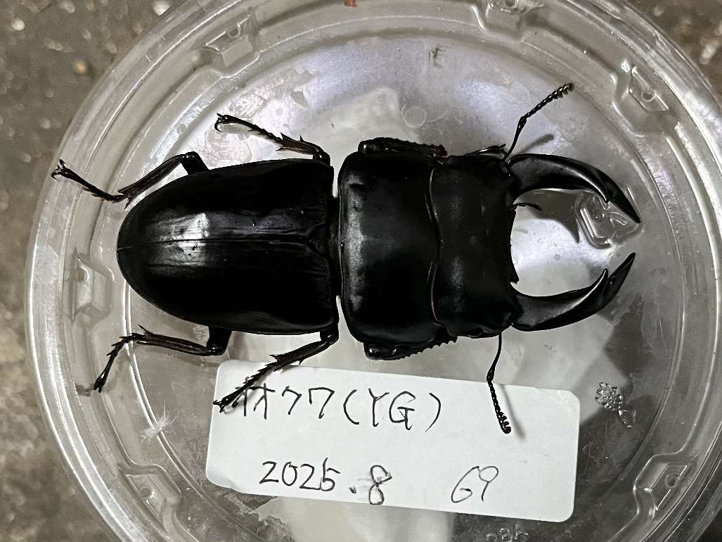 オオクワガタ ポロロッカ足柄