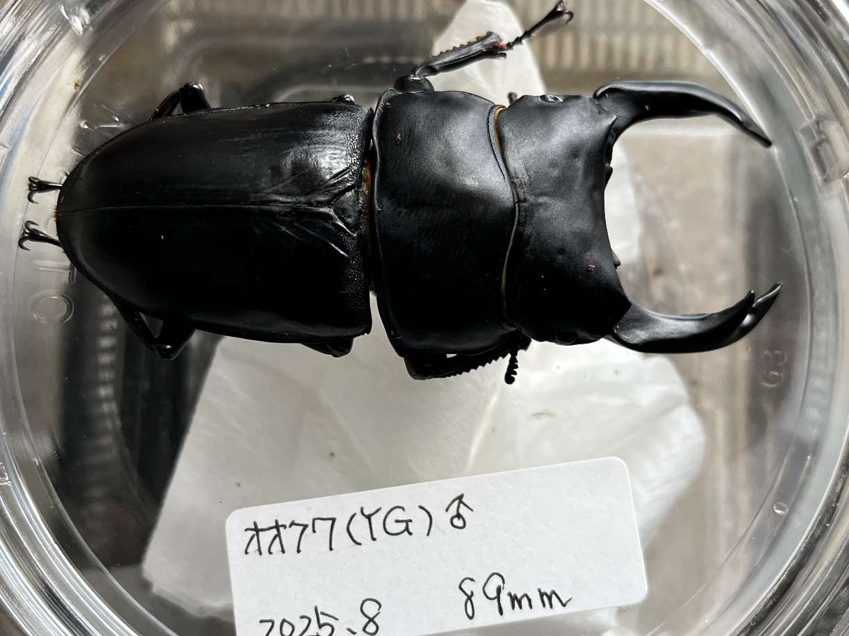 オオクワガタ ポロロッカ足柄